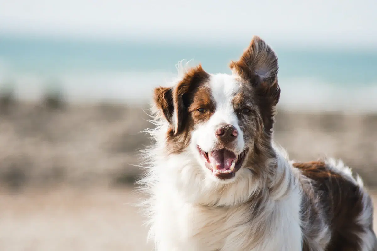 Dog Insurance Austria 2025: Requirements, Costs & Comparison
